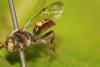 Nomada sp.